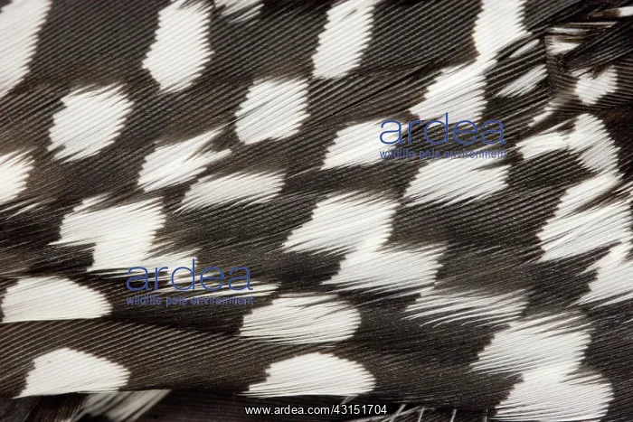 : Red-bellied Woodpecker feathers : Red-bellied Woodpecker feathers