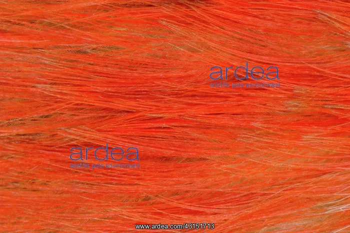: Red-bellied Woodpecker feathers : Red-bellied Woodpecker feathers