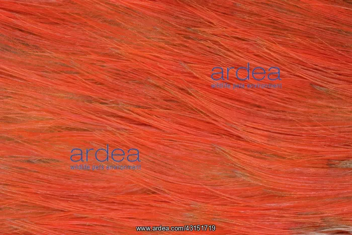 : Red-bellied Woodpecker feathers : Red-bellied Woodpecker feathers