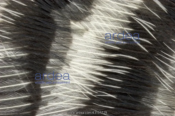 : Red-bellied Woodpecker feathers : Red-bellied Woodpecker feathers