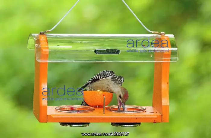 : Red-bellied Woodpecker - immature eating grape : Red-bellied Woodpecker - immature eating grape