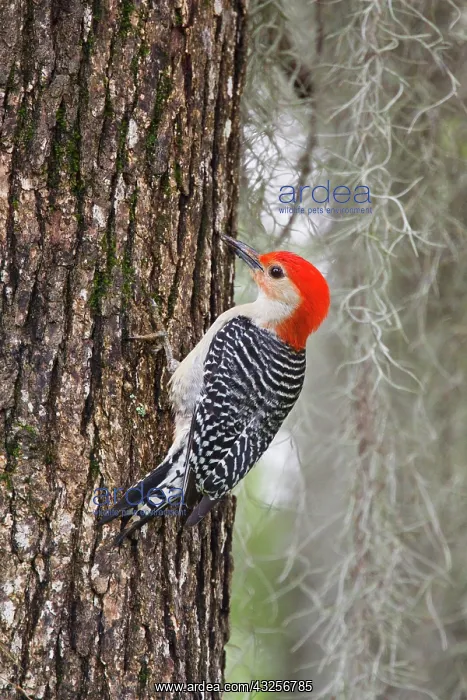 : Red-bellied Woodpecker (Melanerpes carolinus) : Red-bellied Woodpecker (Melanerpes carolinus)