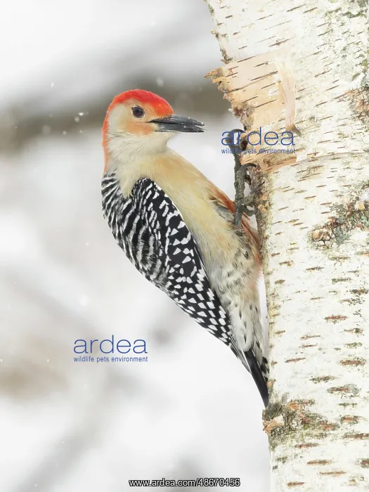 : Red-bellied woodpecker, Pennsylvania, USA : Red-bellied woodpecker, Pennsylvania, USA