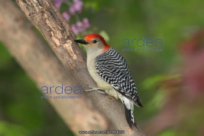  : Red-bellied Woodpecker - In redbud tree, Spring