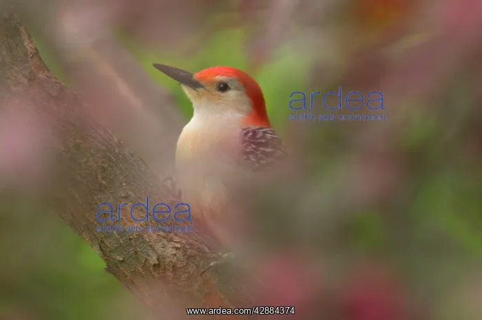 : Red-bellied Woodpecker - In redbud tree, Spring : Red-bellied Woodpecker - In redbud tree, Spring