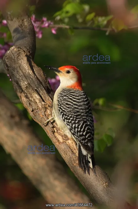 : Red-bellied Woodpecker, Spring : Red-bellied Woodpecker, Spring