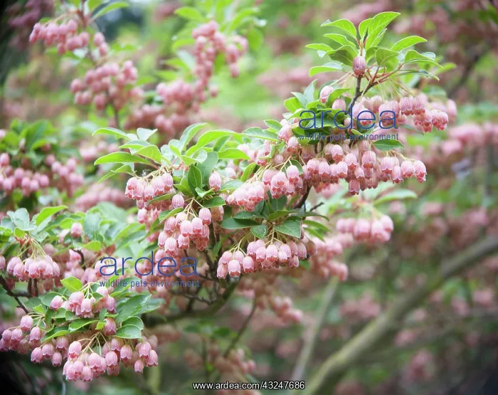 : Red bells, Enkianthus campanulatus : Red bells, Enkianthus campanulatus