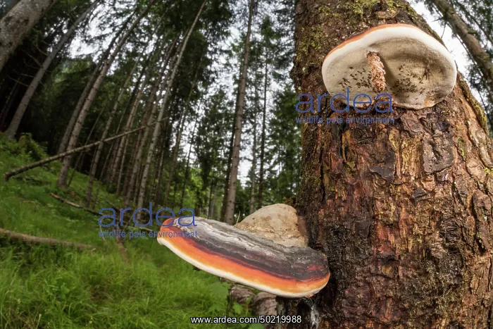 : Red-belted conk (Fomitopsis pinicola) growing on old rotten trunk, Veneto, Italy : Red-belted conk (Fomitopsis pinicola) growing on old rotten trunk, Veneto, Italy