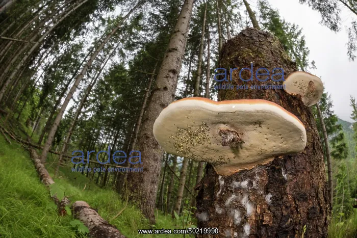 : Red-belted conk (Fomitopsis pinicola) growing on old rotten trunk, Veneto, Italy : Red-belted conk (Fomitopsis pinicola) growing on old rotten trunk, Veneto, Italy