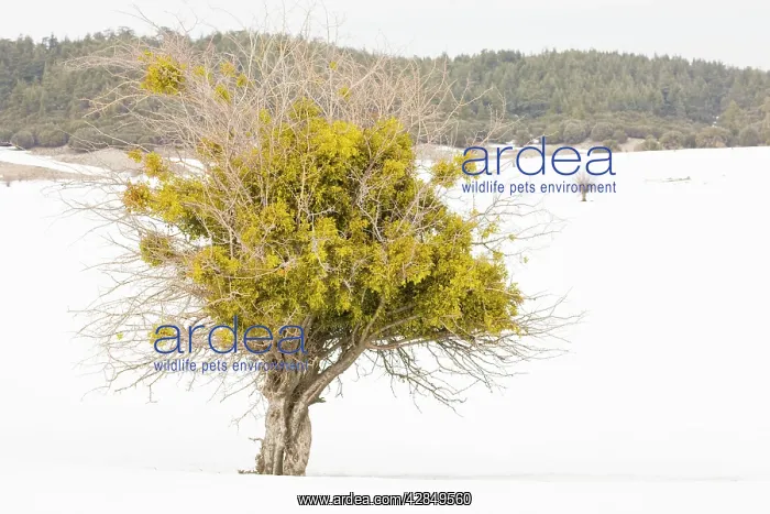 : Red-berried Mistletoe - in hawthorn bush in snowy weather : Red-berried Mistletoe - in hawthorn bush in snowy weather