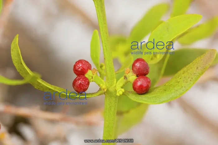 : Red-berried Mistletoe - in hawthorn high in the : Red-berried Mistletoe - in hawthorn high in the