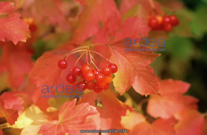 : Red Berries - in garden : Red Berries - in garden
