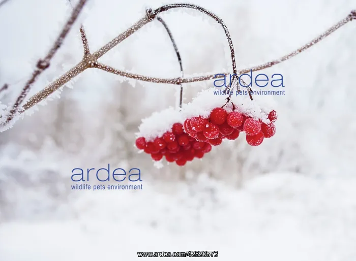  : Red Berries - in snow