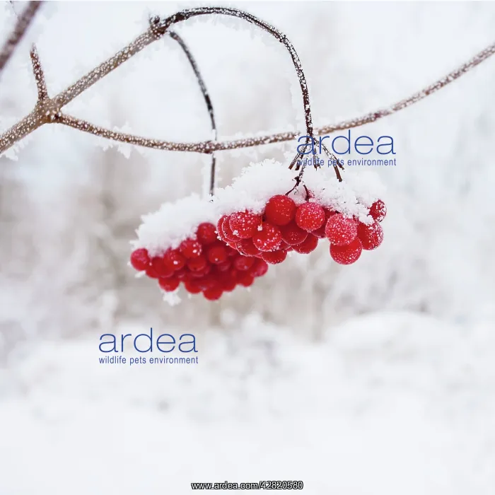  : Red Berries - in snow