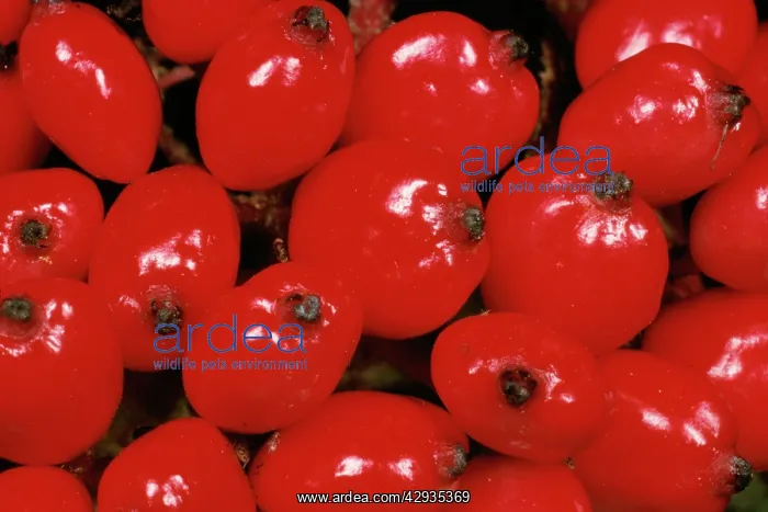 : Red Berries of Whitebeam Tree : Red Berries of Whitebeam Tree