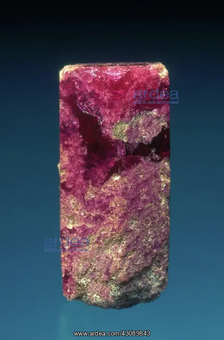 : Red Beryl. Red beryl from the Wah Wah Mountains in Beaver County, Utah. Dimension: 3 cm : Red Beryl. Red beryl from the Wah Wah Mountains in Beaver County, Utah. Dimension: 3 cm
