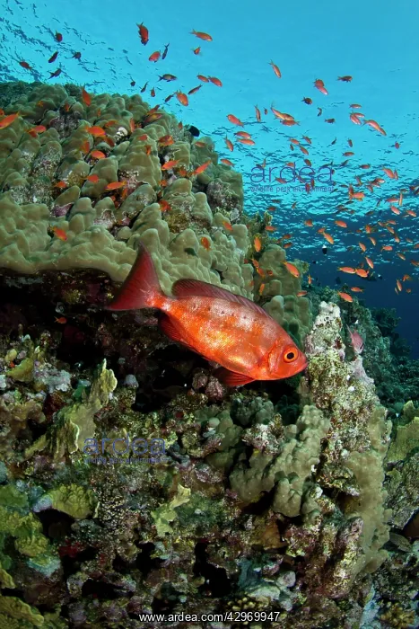  : Red Big-Eye fish - Scalefin Anthias (Pseudanthi)
