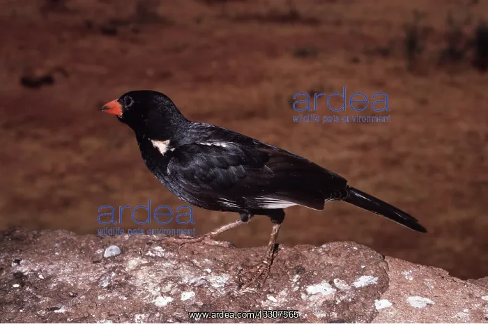 : RED-BILLED BUFFALO WEAVER - male : RED-BILLED BUFFALO WEAVER - male