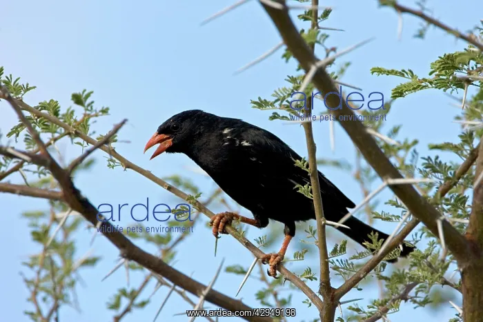 : Red-Billed Buffalo-Weaver - Sitting in Thorn Tree : Red-Billed Buffalo-Weaver - Sitting in Thorn Tree