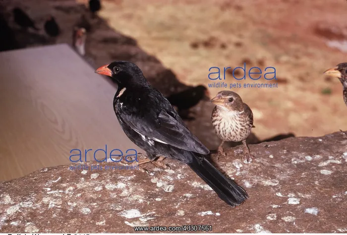 : RED-BILLED BUFFALO WEAVER - x two, male and female : RED-BILLED BUFFALO WEAVER - x two, male and female