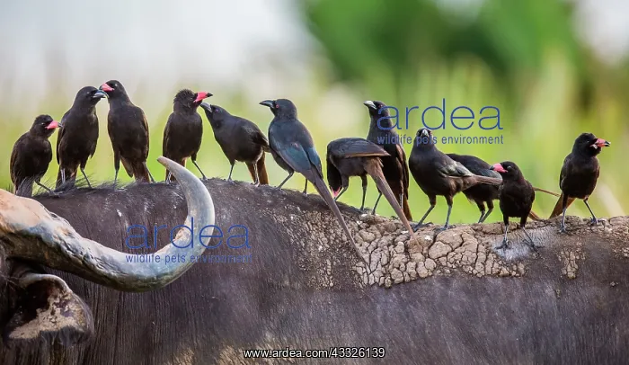 : Several Red-billed Buffalo Weavers (Bubalornis n : Several Red-billed Buffalo Weavers (Bubalornis n