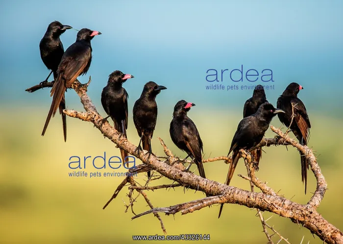 : Several Red-billed Buffalo Weavers (Bubalornis n : Several Red-billed Buffalo Weavers (Bubalornis n