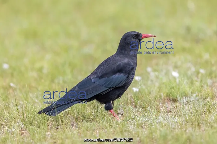 : Red-billed Chough : Red-billed Chough