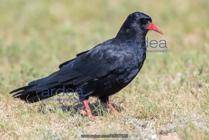 : Red-billed Chough : Red-billed Chough