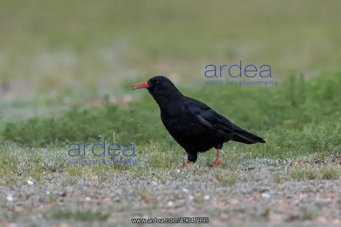 : Red-billed Chough : Red-billed Chough
