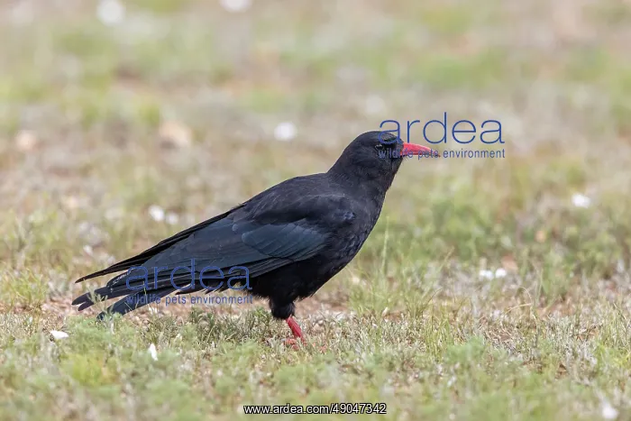 : Red-billed Chough : Red-billed Chough