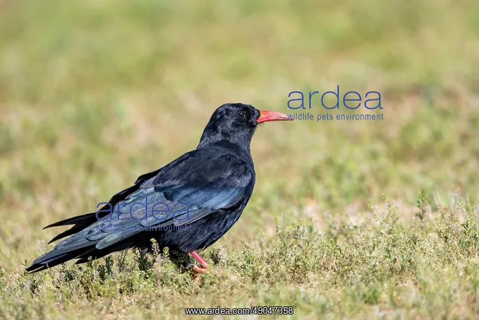 : Red-billed Chough : Red-billed Chough