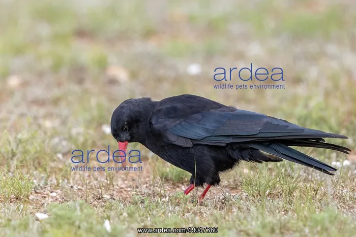 : Red-billed Chough : Red-billed Chough
