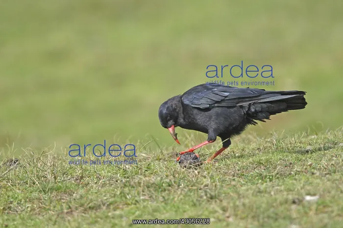 : Red-billed chough looking for food in sheep droppings : Red-billed chough looking for food in sheep droppings