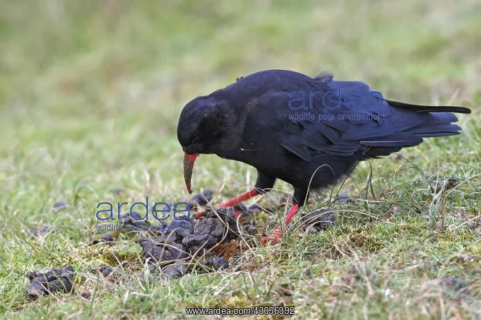 : Red-billed chough looking for food in sheep droppings : Red-billed chough looking for food in sheep droppings