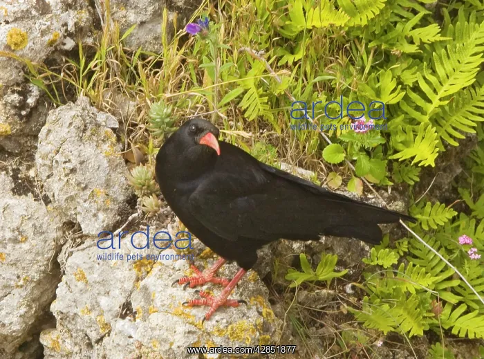 : Red-billed Chough - on rocks : Red-billed Chough - on rocks