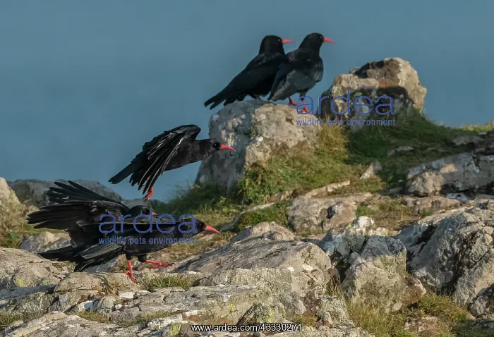 : Red-billed choughs, Pyrrhocorax pyrrhocorax, in : Red-billed choughs, Pyrrhocorax pyrrhocorax, in