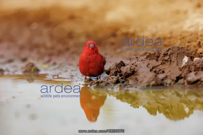  : Red billed Firefinch