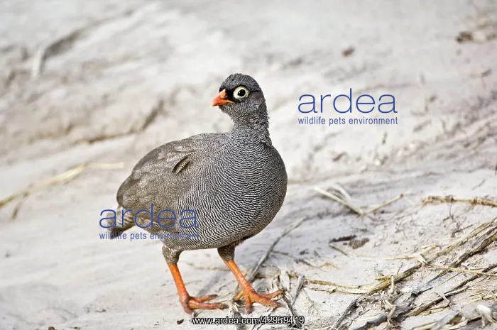 : Red-billed Francolin - Standing on track : Red-billed Francolin - Standing on track