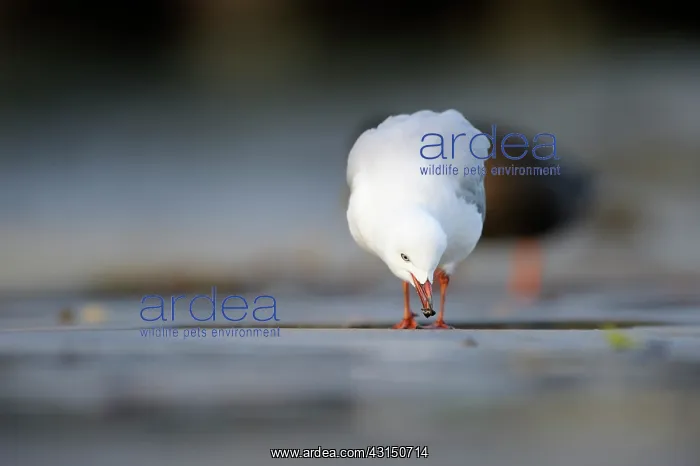  : Red-billed gull