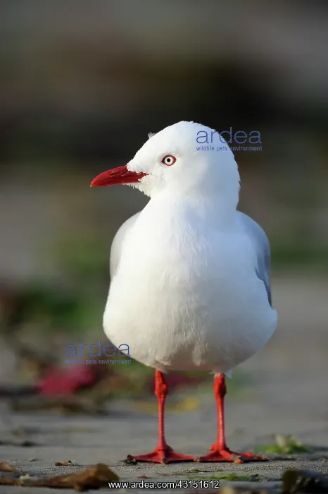  : Red-billed Gull