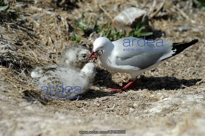 : Red-billed gull : Red-billed gull