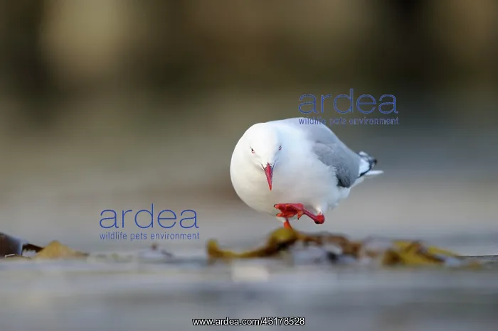 : Red-billed gull : Red-billed gull