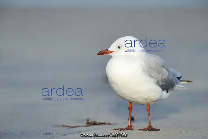: Red-billed gull : Red-billed gull