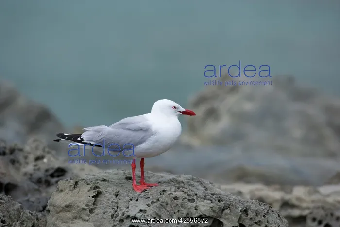 : Red-billed Gull - adult one sitting on weathered : Red-billed Gull - adult one sitting on weathered