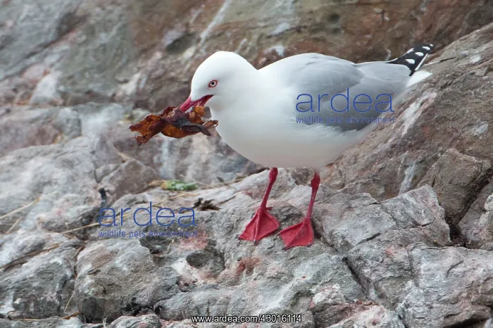 : Red-billed Gull collecting seaweed for its nest : Red-billed Gull collecting seaweed for its nest