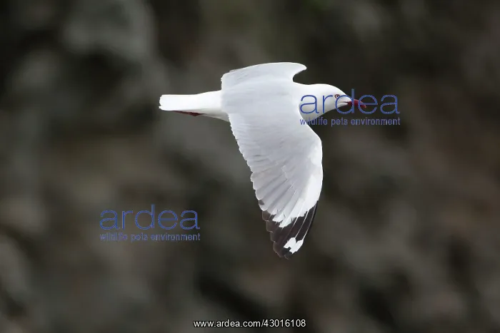 : Red-billed Gull in flight : Red-billed Gull in flight