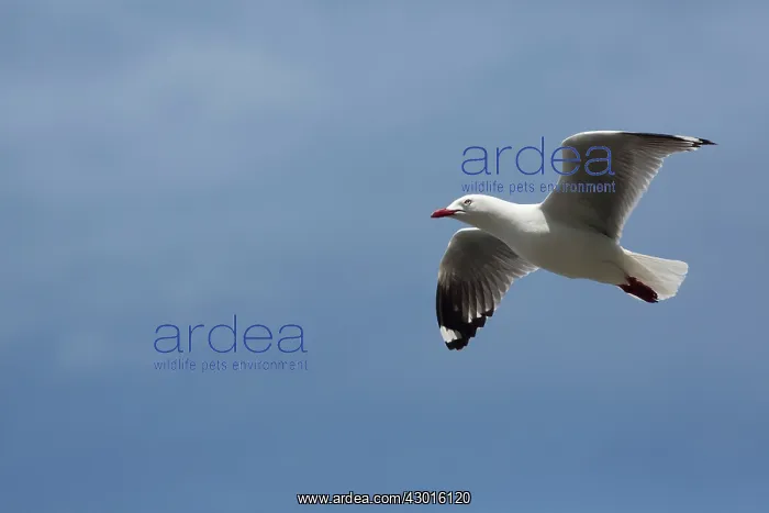: Red-billed Gull in flight : Red-billed Gull in flight