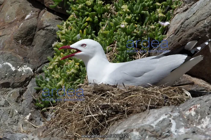 : Red-billed Gull at nest : Red-billed Gull at nest