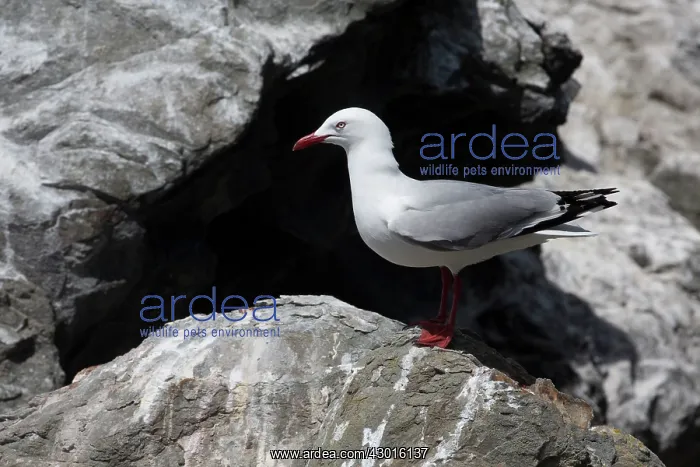 : Red-billed Gull perched on rock : Red-billed Gull perched on rock