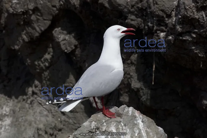 : Red-billed Gull - perched on a rock - Kaikoura - : Red-billed Gull - perched on a rock - Kaikoura -